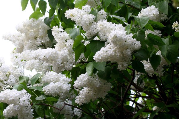 Сирень и черемуха