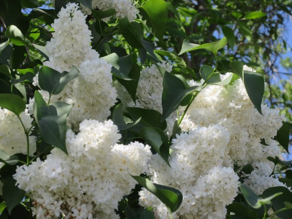 Сирень Энджел Вайт