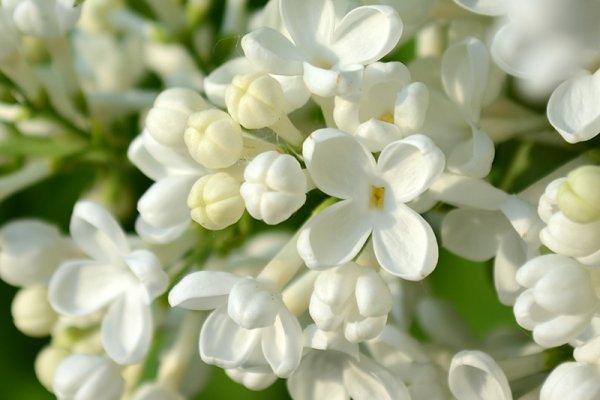 Цветы белой сирени