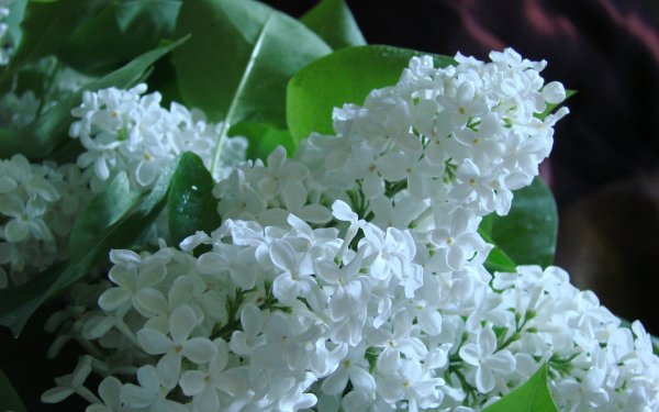 Белая сирень веточка сирени