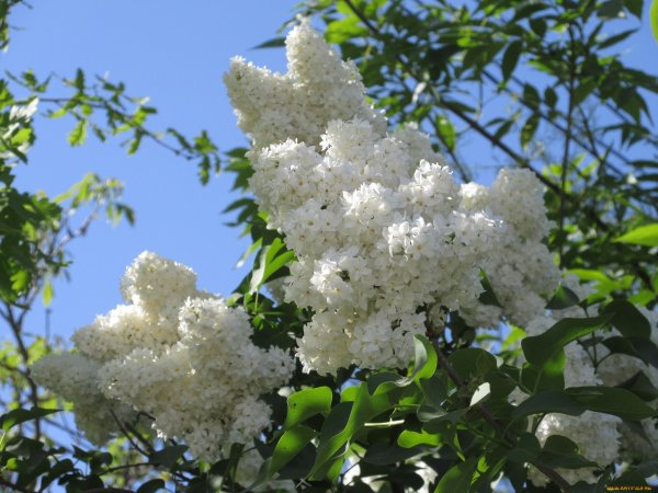 Ландыш сирень Жасмин