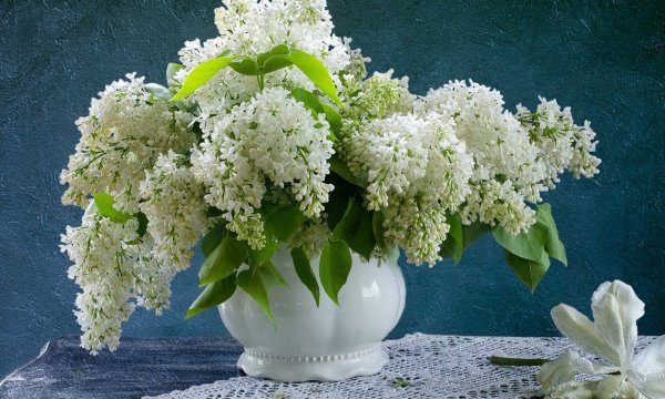 Сирень обыкновенная микс