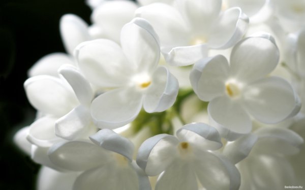 Цветы белой сирени
