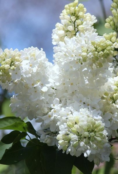 Белая сирень