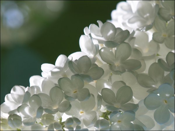 Махровая сирень цветет