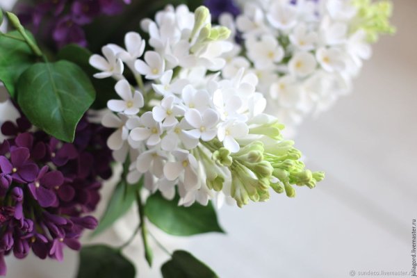 Белая сирень саженцы