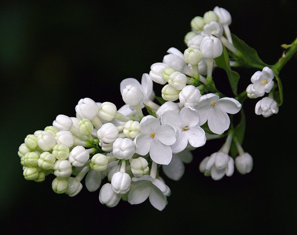 Сирень белая крупная