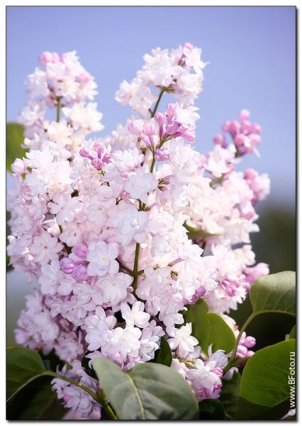 Сирень кустарниковая белая