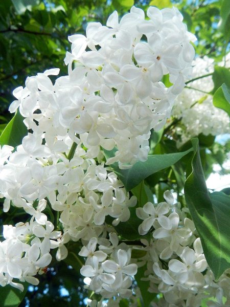 Сирень белая махровая