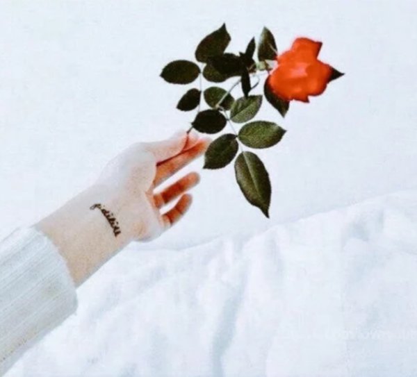 Дарю вам розу