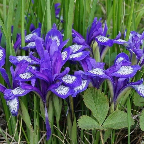 Цветы Кукушкины слезки Лесные