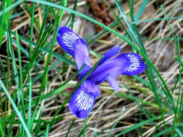 Цветы Кукушкины слезки Лесные