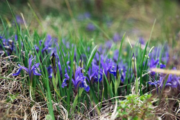 Ирис Кукушкины слезки