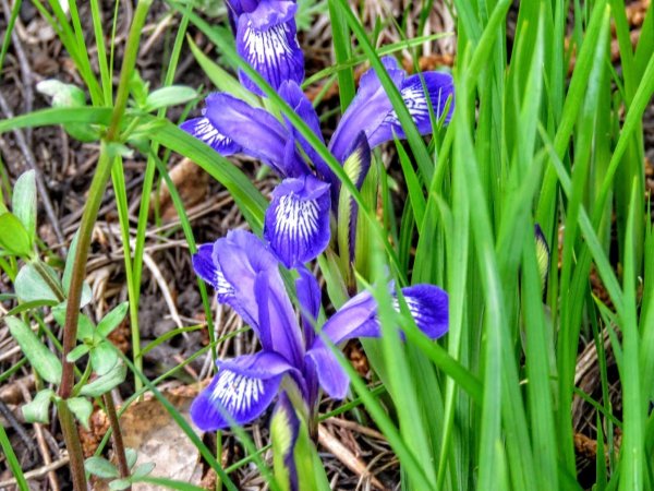 Ирис Сибирский. Кукушкины слёзки -энциклопедия