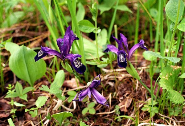 Ирис Сибирский. Кукушкины слёзки -энциклопедия