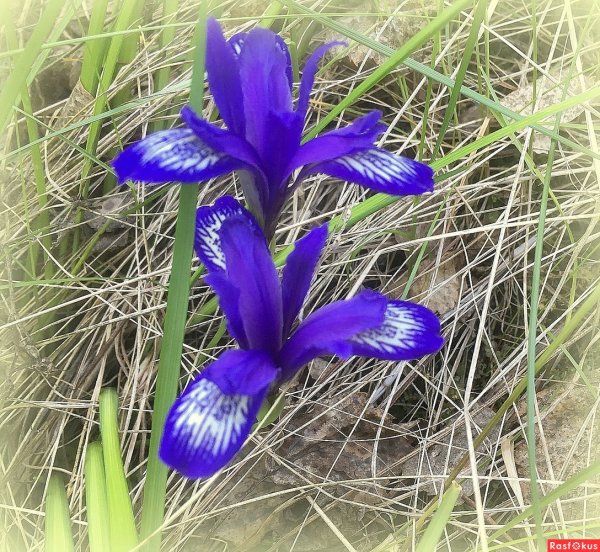 Ирис Сибирский. Кукушкины слёзки -энциклопедия