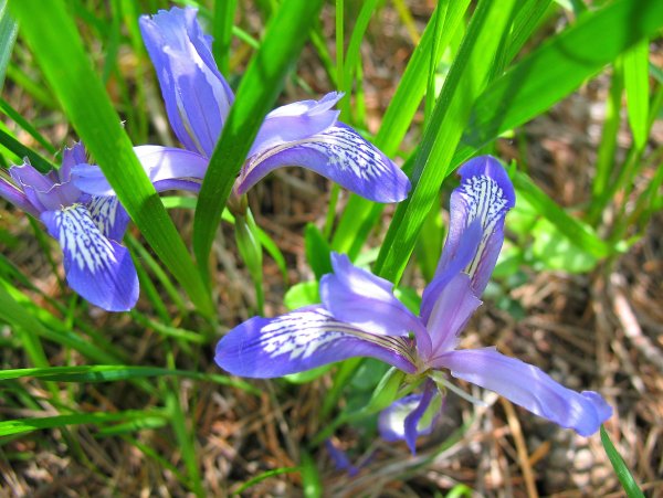 Цветы Кукушкины слезки Лесные