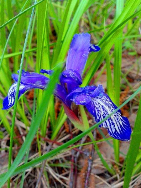 Кукушкины слёзы растение