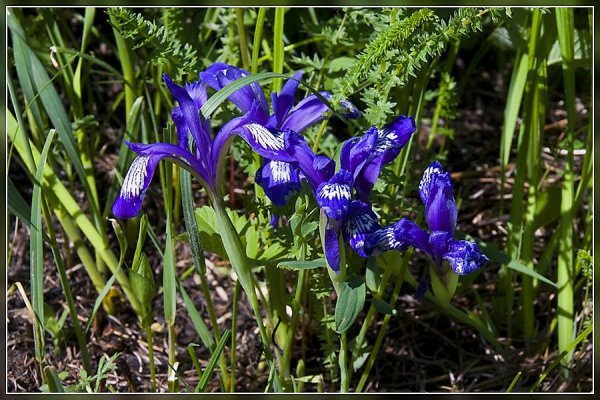 Кукушкины слёзки