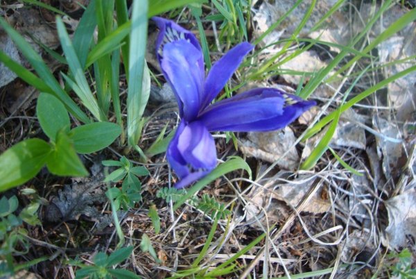 Полевые цветы Кукушкины слезки