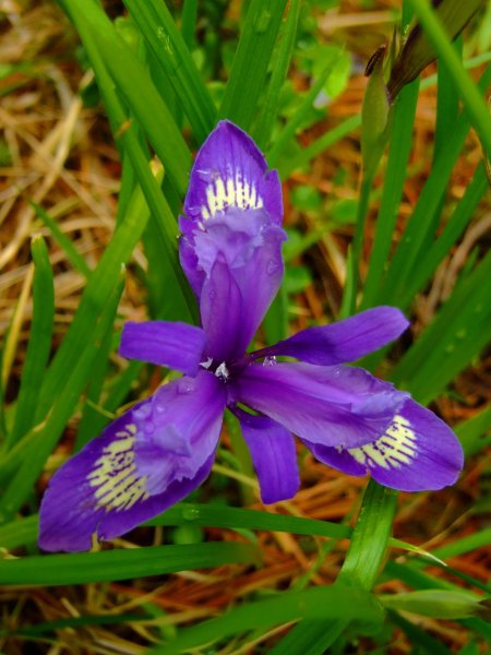 Кукушкины слёзки растение