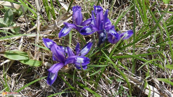 Ирис Сибирский. Кукушкины слёзки -энциклопедия