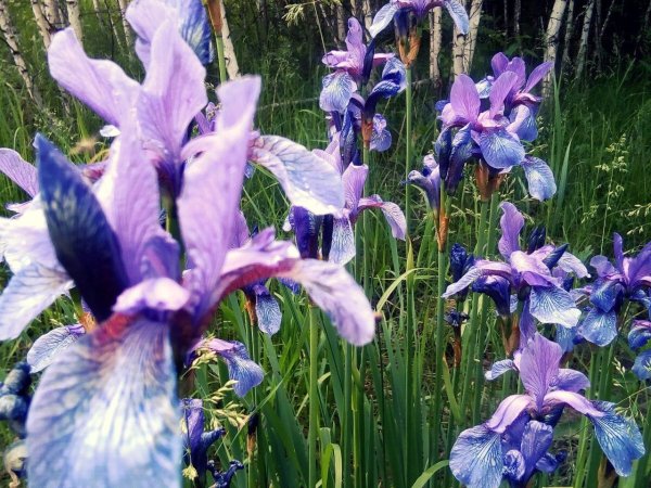 Кукушкины слёзки растение