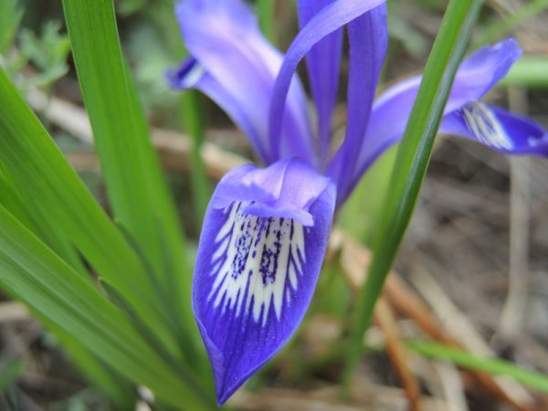 Цветы Кукушкины слезки Лесные