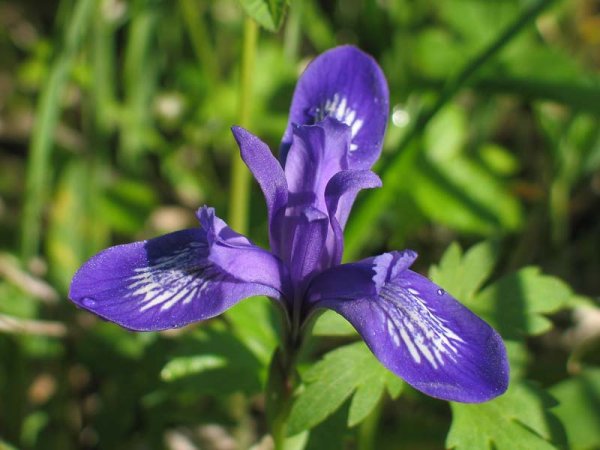 Цветы Кукушкины слезки Лесные