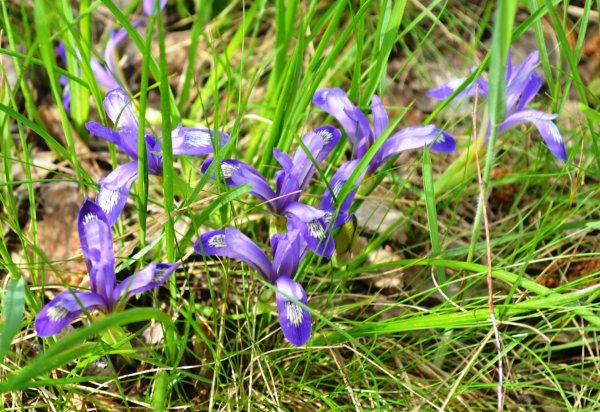 Цветы Кукушкины слезки Лесные