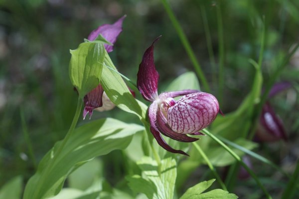 Кукушкины слёзки растение