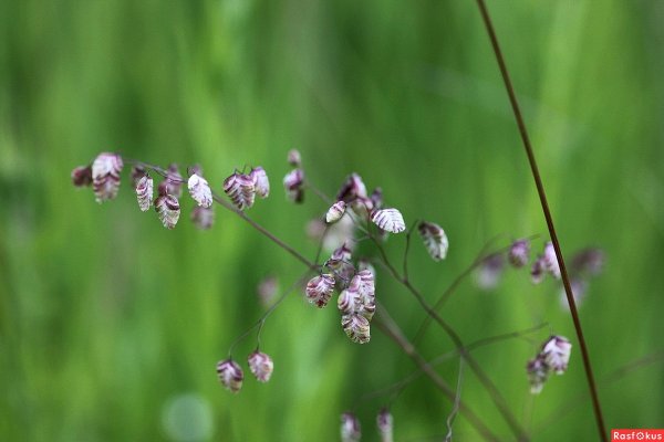 Кукушкины слёзки растение