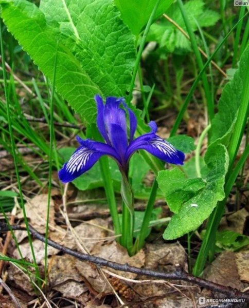 Кукушкины слёзки растение