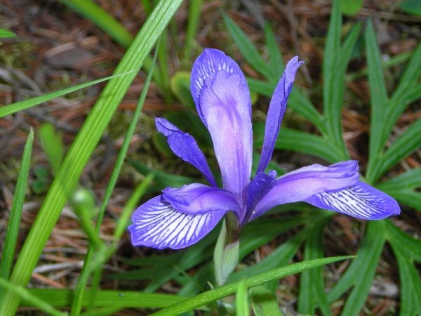 Кукушкины слёзки