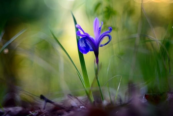 Ирис Сибирский. Кукушкины слёзки -энциклопедия