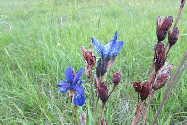Кукушкины слёзки