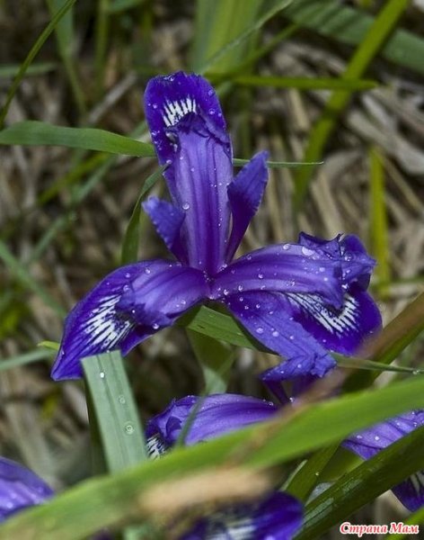 Цветы Кукушкины слезки Лесные