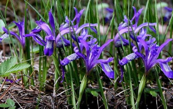 Северная Орхидея ятрышник