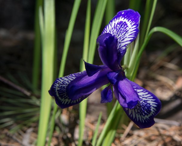 Ирис Сибирский. Кукушкины слёзки -энциклопедия