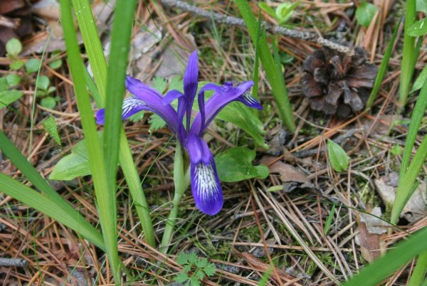 Ирис Кукушкины слезки