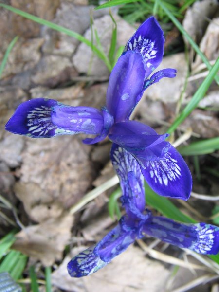 Кукушкины слёзки