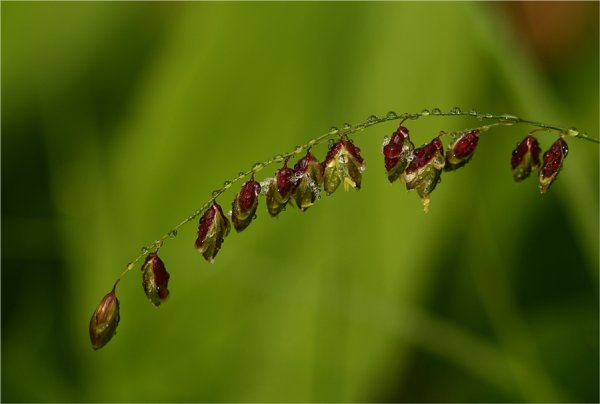 Кукушкины слёзки