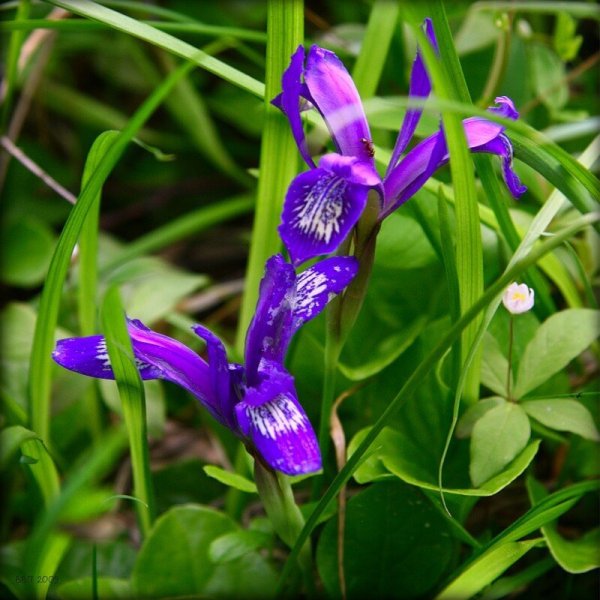 Ирис Кукушкины слезки