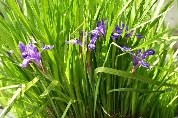 Ирис Сибирский. Кукушкины слёзки -энциклопедия