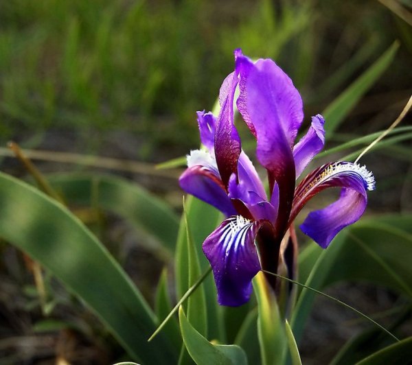 Ирис русский (Касатик)