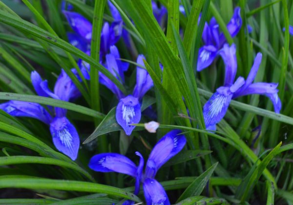 Ирис Сибирский. Кукушкины слёзки -энциклопедия