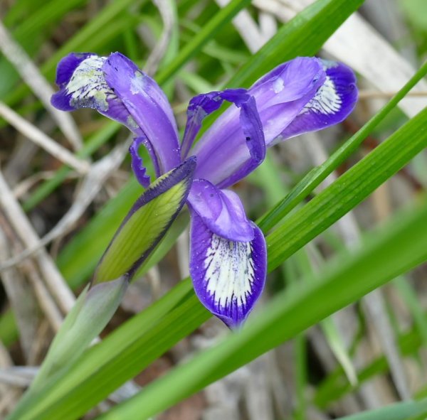 Ятрышник Кукушкины слезки