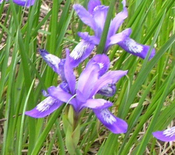 Кукушкины слёзки растение