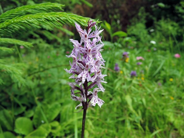 Кукушкины слёзки растение