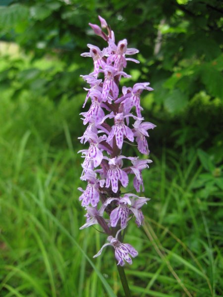 Кукушкины слёзки растение